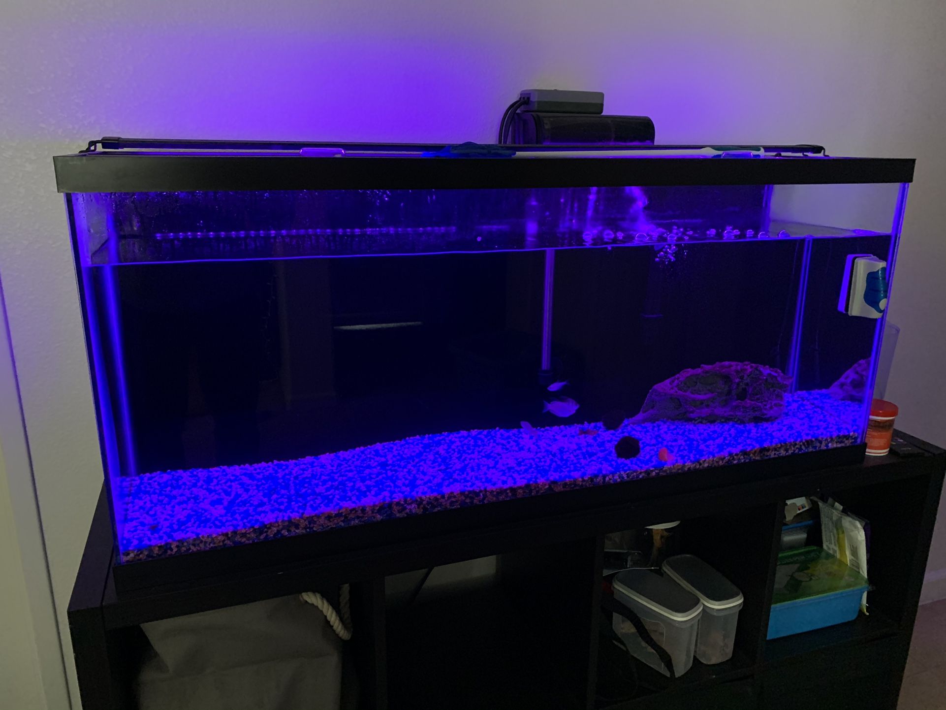 Aquarium and Accessories