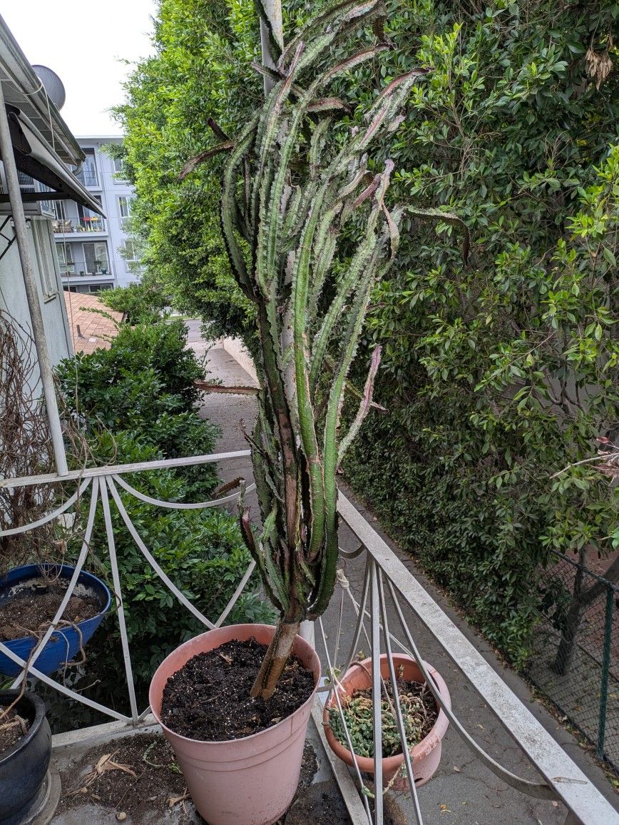 African Milk Tree Cactus Plant