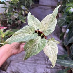 4” Alocasia Cucullata Variegated 