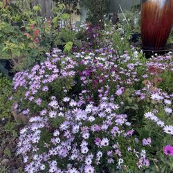 Potted African Daisies 