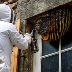 🐝VENTURA CO. BEE REMOVAL🐝