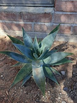 Healing Aloe