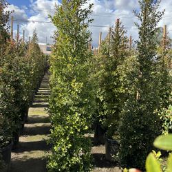 Eugenia Privacy Hedge