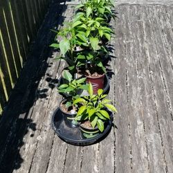 Pepper Plants 