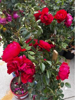 Red rose plants