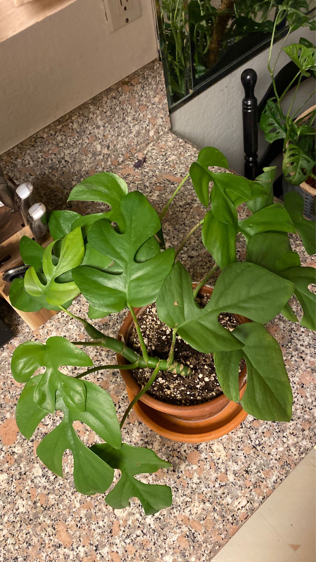 rhaphidophora tetrasperma (2 plants in one pot)