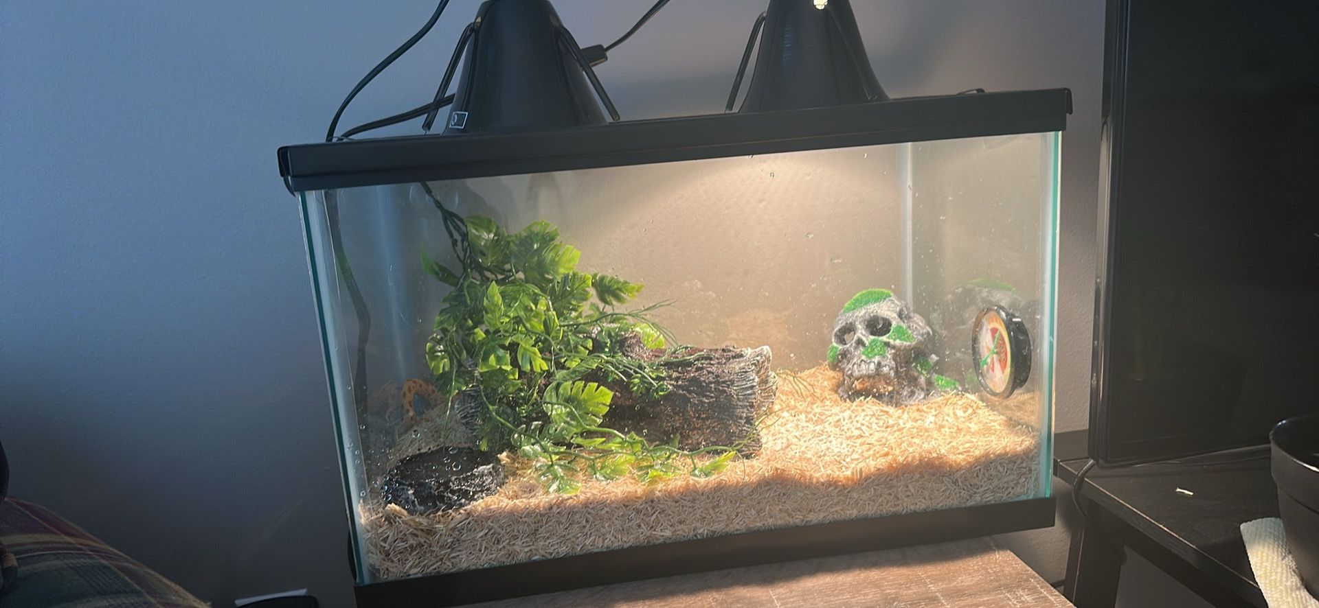 Western Hognose Snake Enclosure