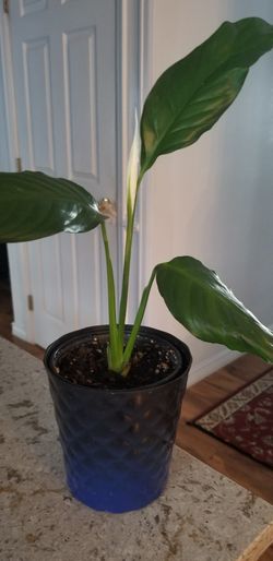White Premium Sympathy Peace Lily - Indoor Plants