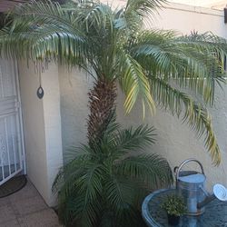 Rubelini  Palm