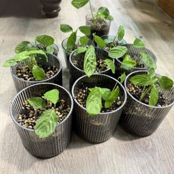 Maranta, prayer plant with glass pot