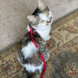 kitten small cat harness and bungee leash