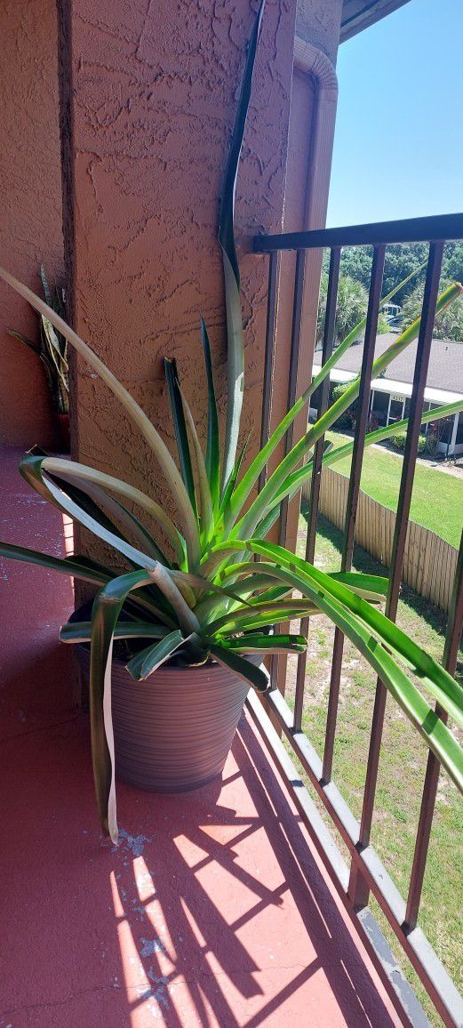 Pineapple Plant w/ Pot