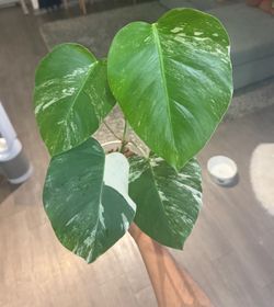 Monstera Albo