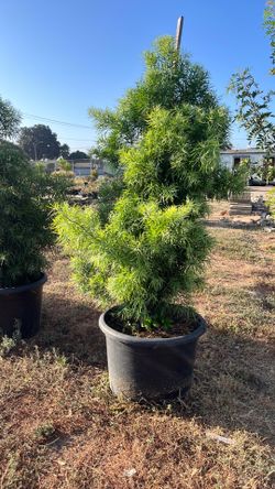 Podocarpus gracilior