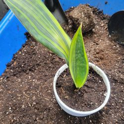 Sansevieria Masoniana Variegated 