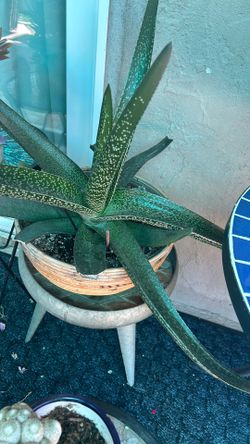 Beautiful Plant