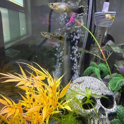 Guppy Grass