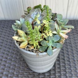 Succulent Arrangement 