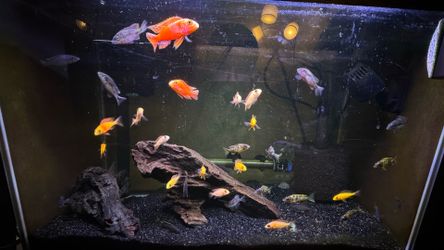 Fish tank Aquarium Decorations