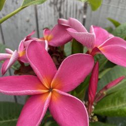 Plumería colores diferentes