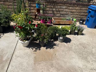 Flowers