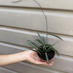 4” Hoya Sheperdii