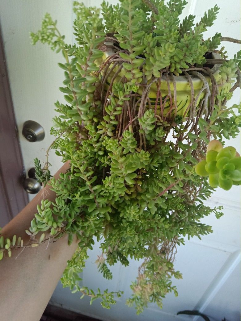 Planta De Chisme