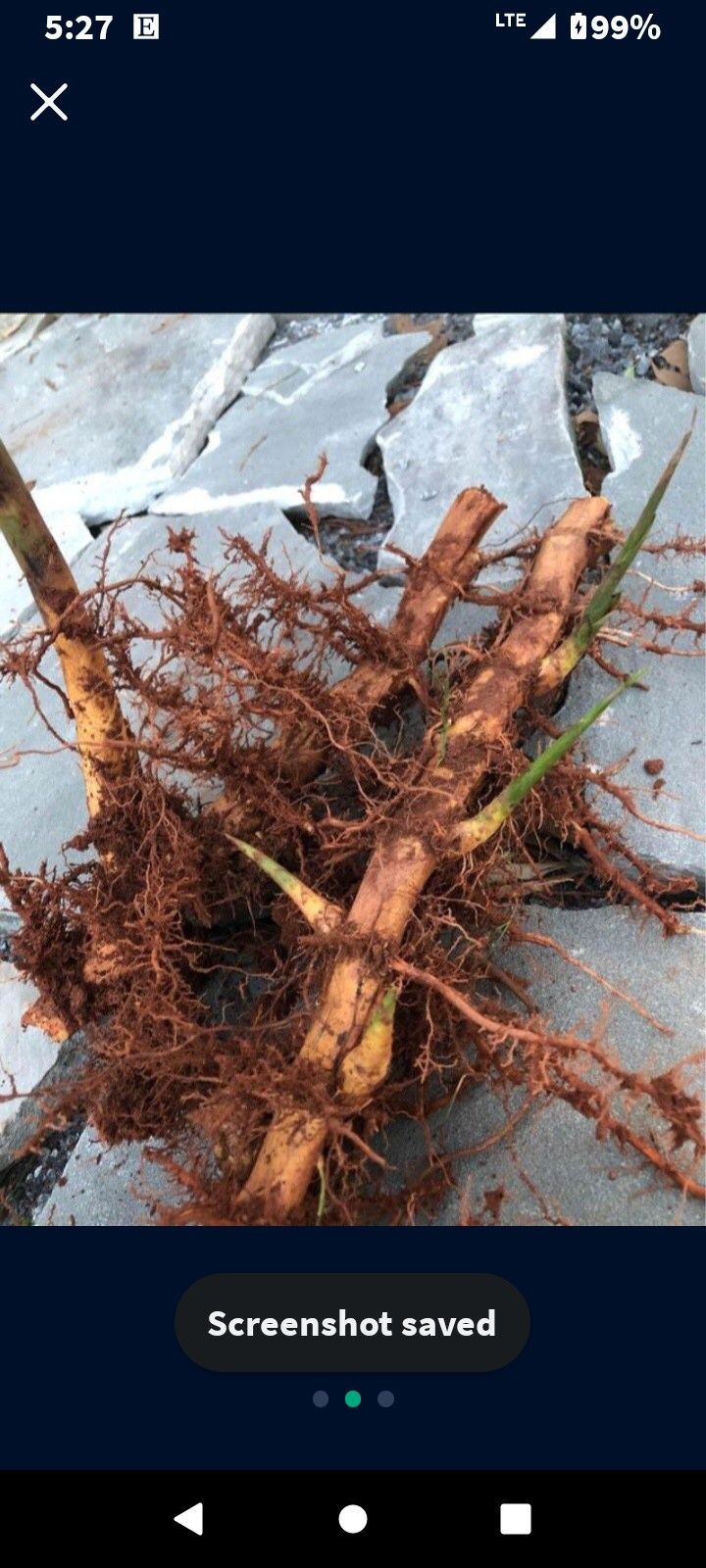 $14.00 For 1 Twelve Inch Moso Bamboo Rhizome/Root Cutting Great For Privacy Screens And Hedges
