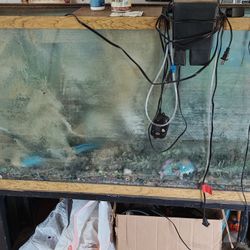 Big Fish Tank 