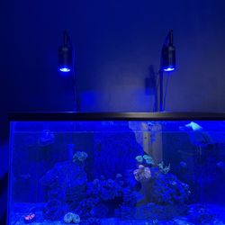Reef tank lights