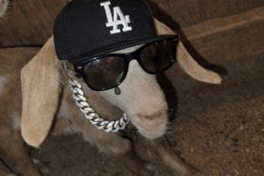 Tuff goat