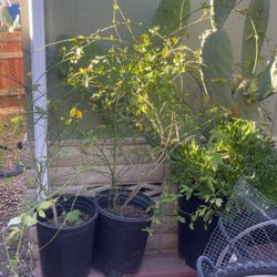 Beautiful Yellow Plant  5  Ft Long 