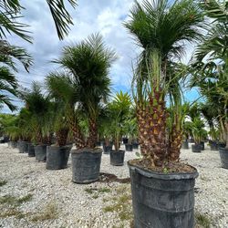 Get 5/10/15 Off Each Palm. 10 Days Left Palm Direct Prices