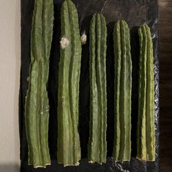 Sacred San Pedro Cactus