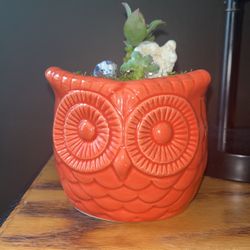 Coral Ceramic OWL Planter With Succulent
