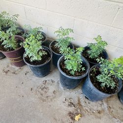 RUDA ROSEMARY ALBAHACA AND MINT YERBABUENA READY FOR TRASPLANTER 