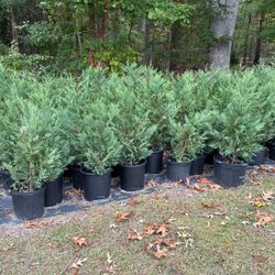 Leyland Cypress