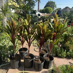 Cordyline Hawaiian Ti 35$ Each
