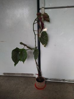Begonia
