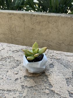 Marble Colored Flower/succulent/plant pot