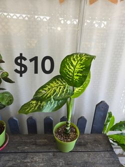 Dieffenbachia
