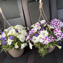 Hanging petunias