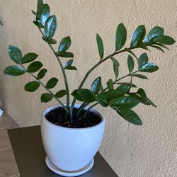 ZZ Plant in White Pot 🌿