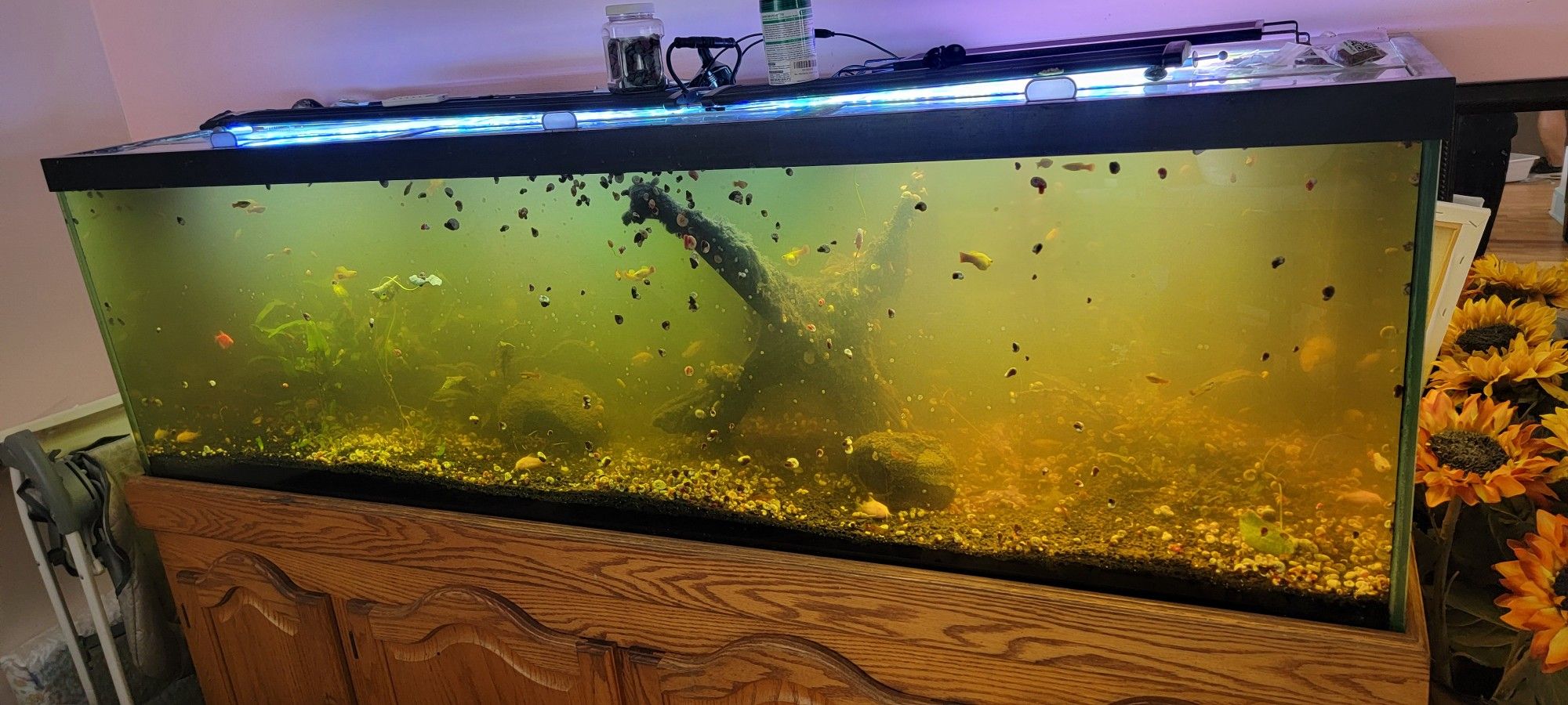 125 Gallon Fish Tank