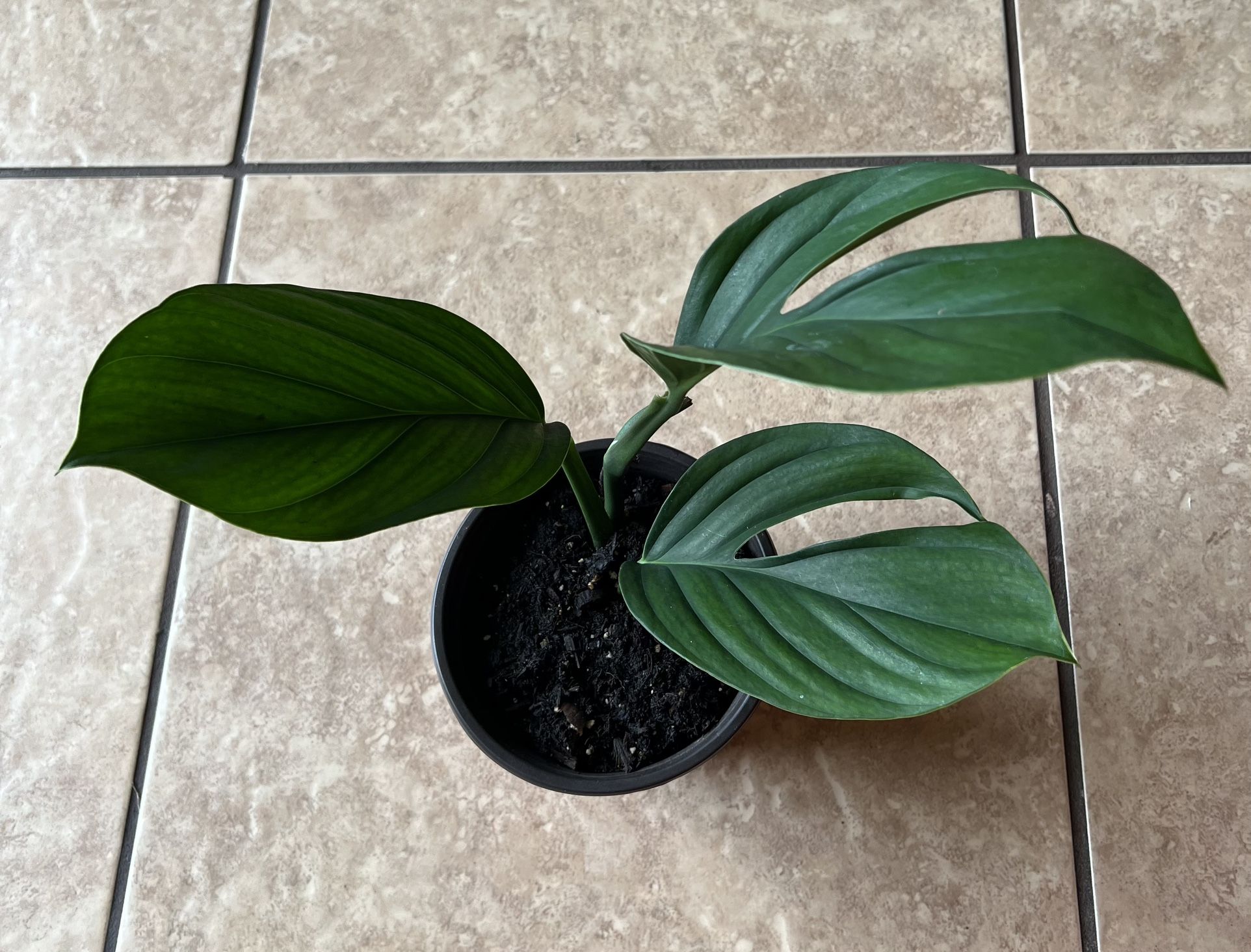 Rare Monstera Pinnatipartita