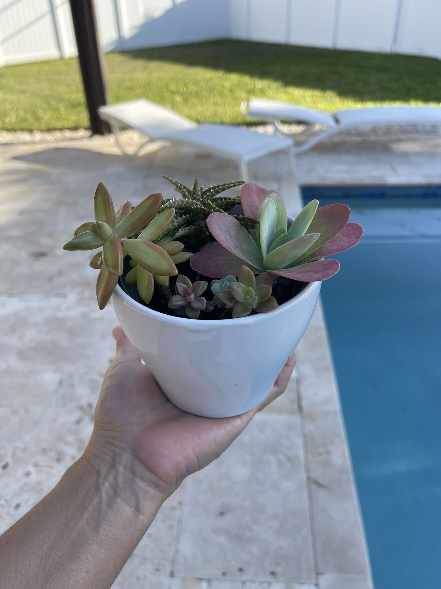 Succulent Plant with White Ceramic Pot