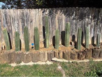 Mexican Fence Post Cactus