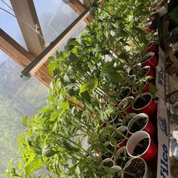 Plants, Plant Starts, Trees, Shrubs, Rose, Angel Trumpet, Monkey Tree, Boxwoods