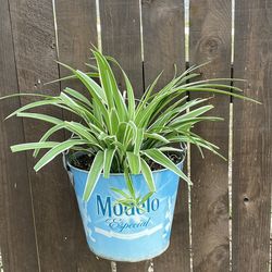 Airplane and Ivy Plants/Buckets $10/Bucket