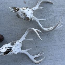 Deer Antlers